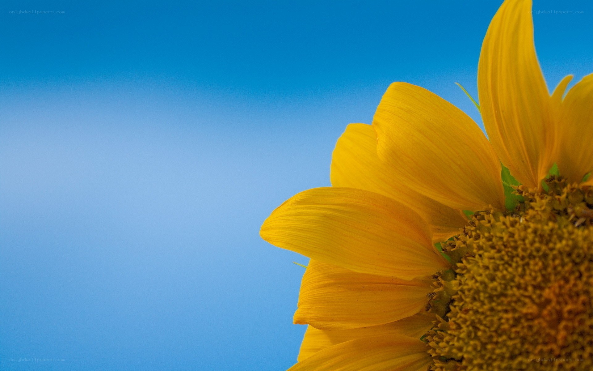 Sunflower against blue sky
