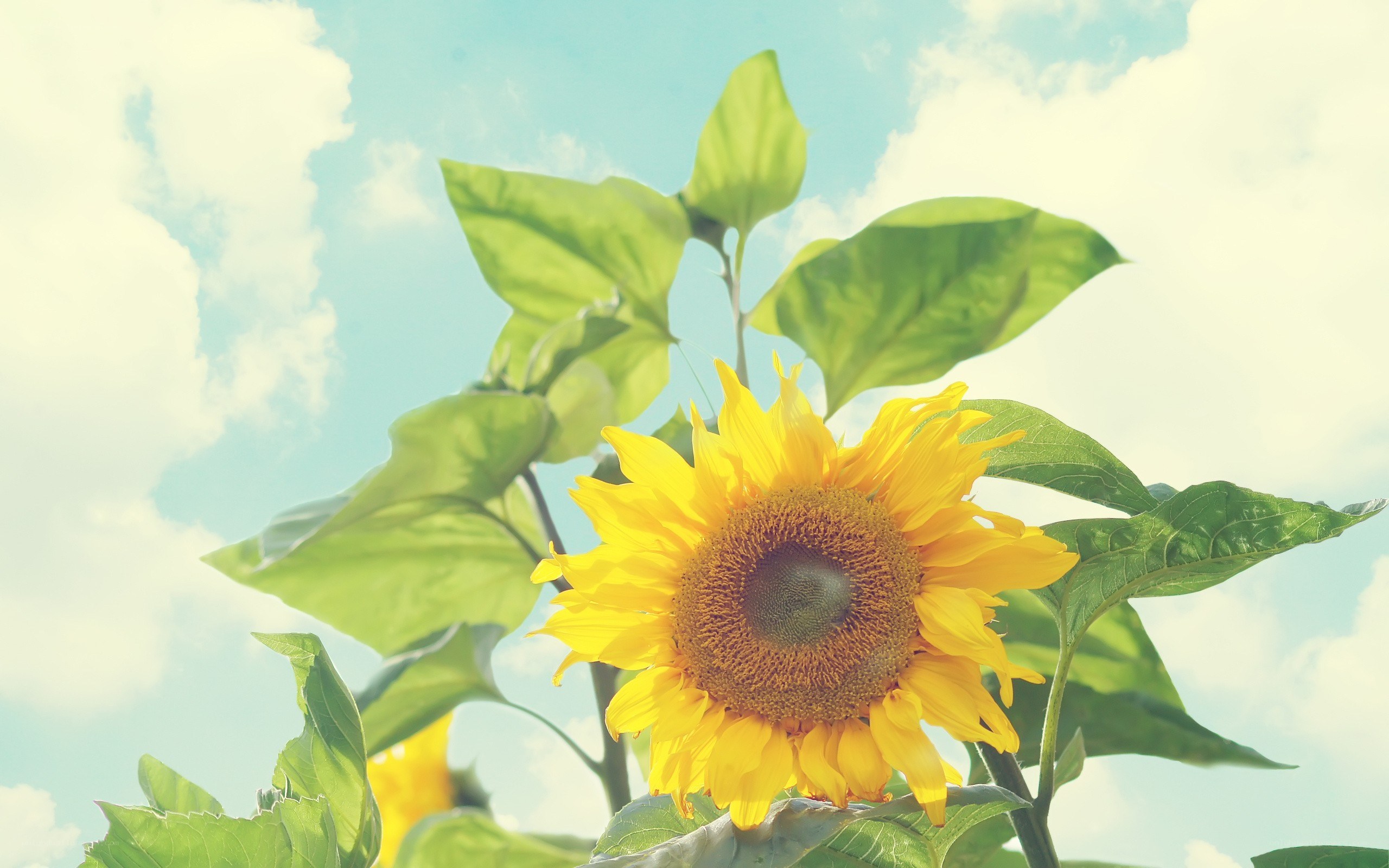 Sunflower against blue sky
