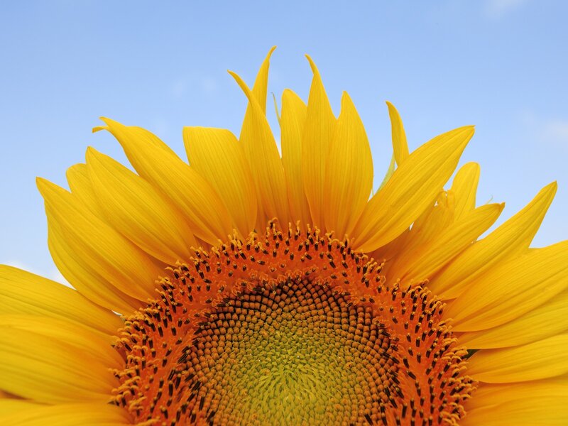 Sunflower against blue sky