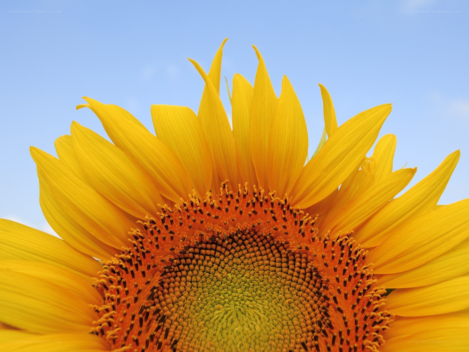 Sunflower against blue sky