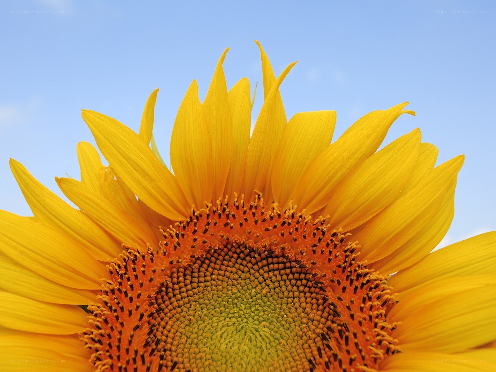 Sunflower against blue sky