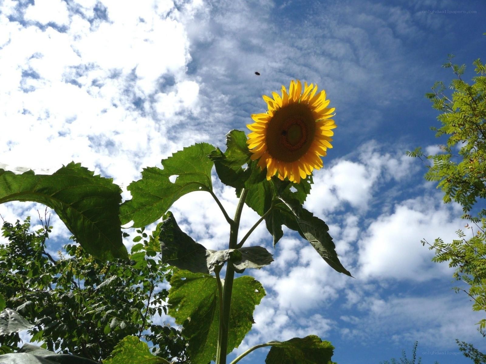 Sunflower against blue sky
