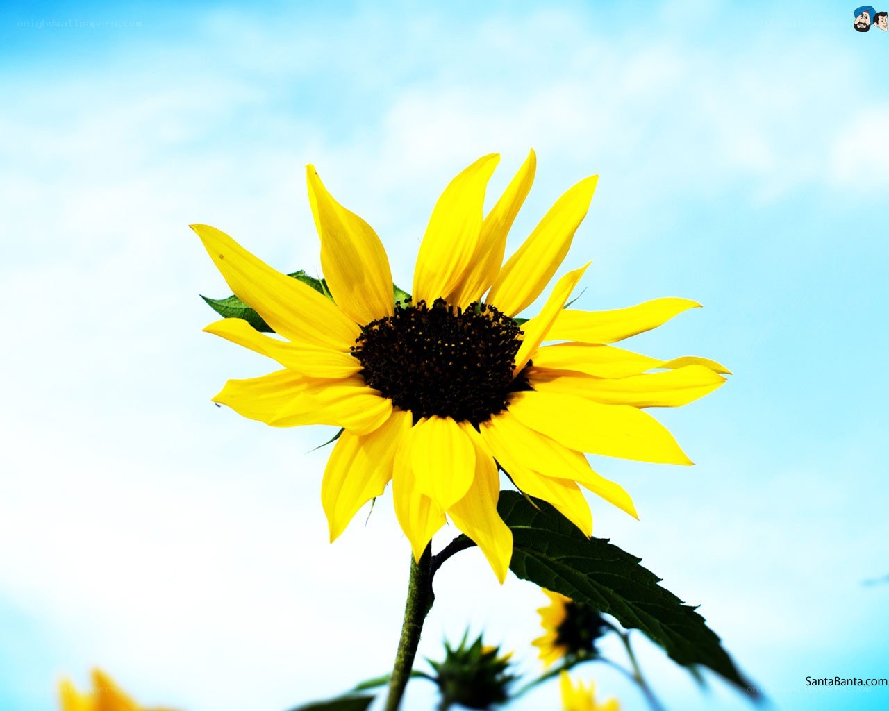 Sunflower against blue sky