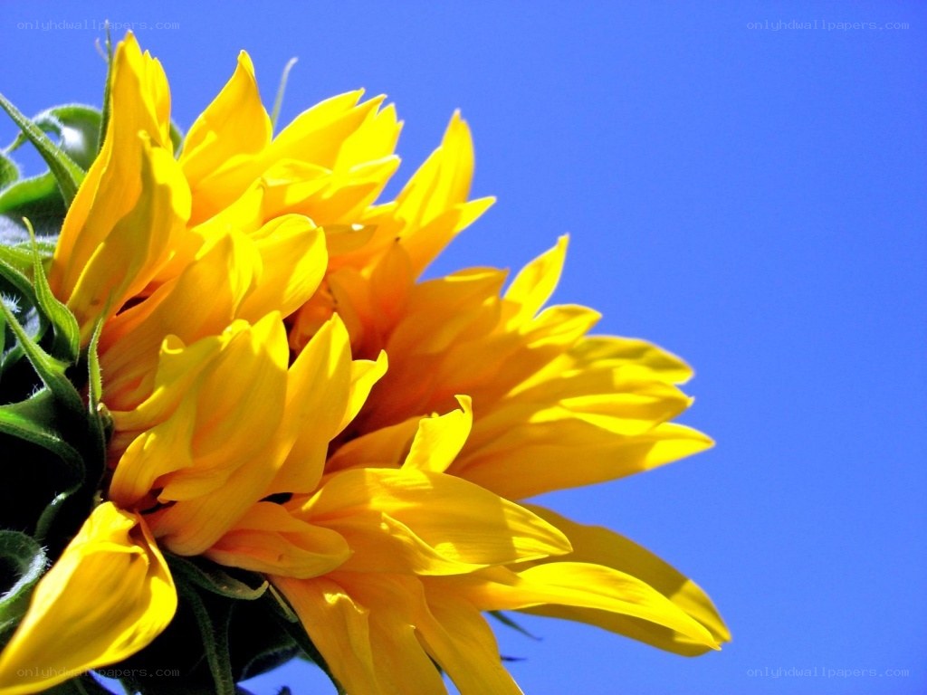 Sunflower against blue sky