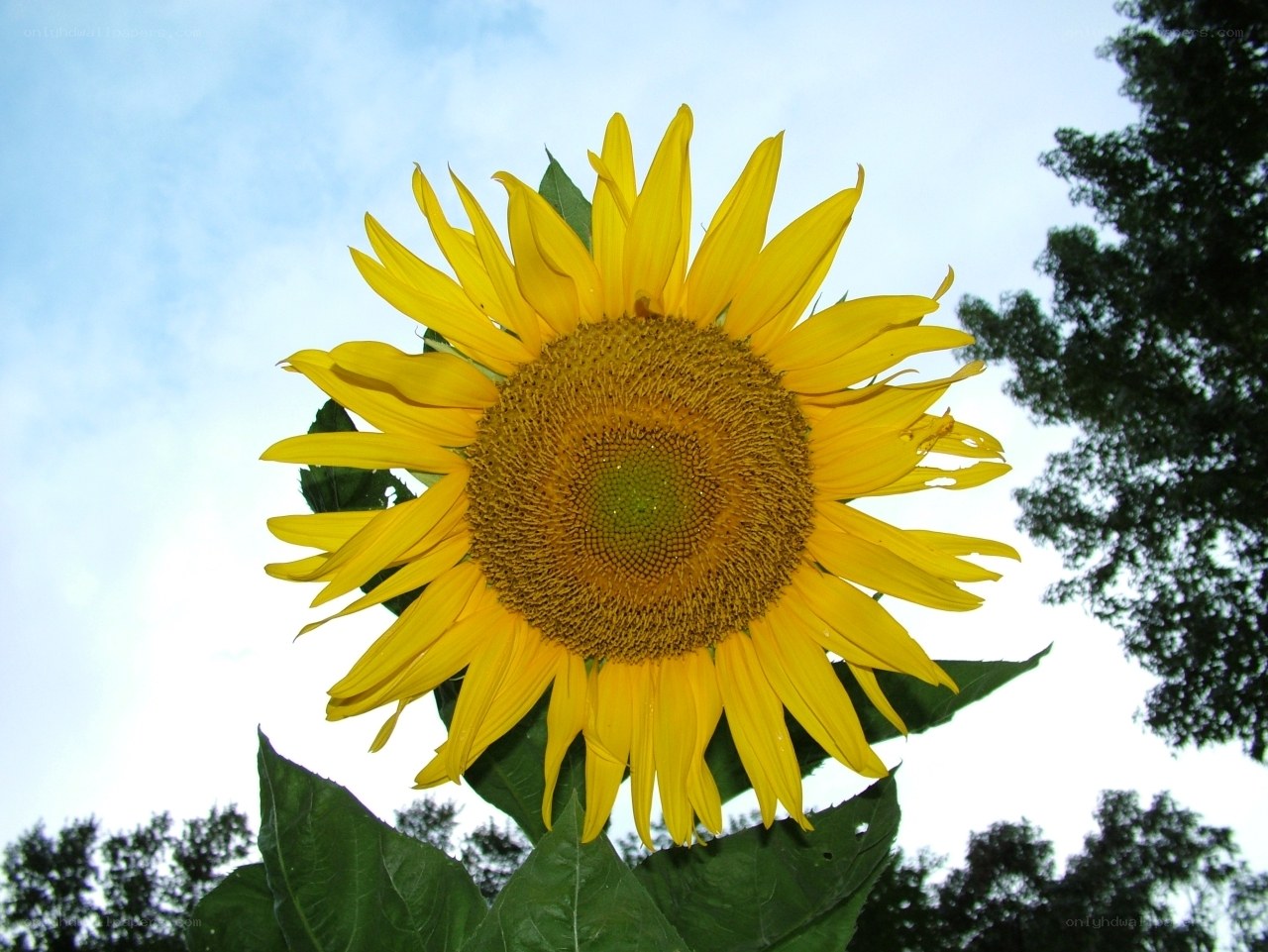 Sunflower against blue sky