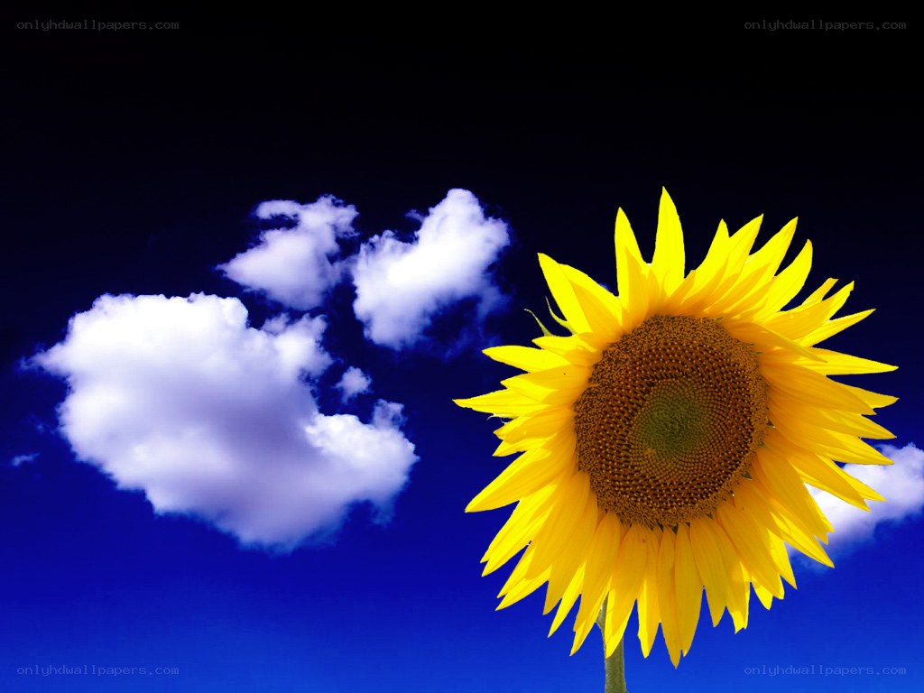 Sunflower against blue sky