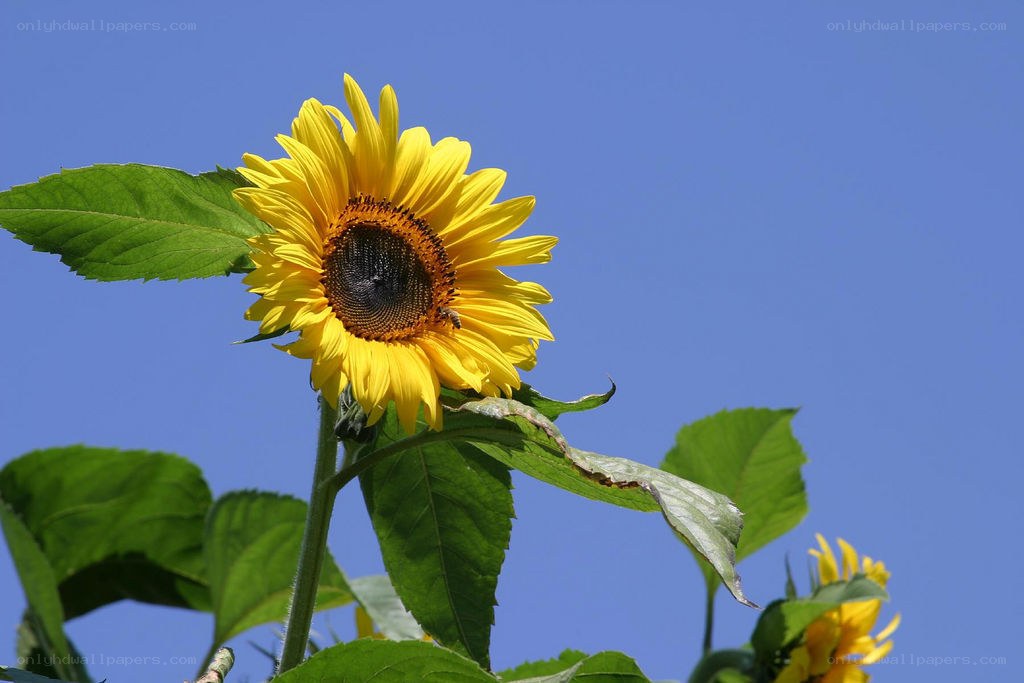 Sunflower against blue sky