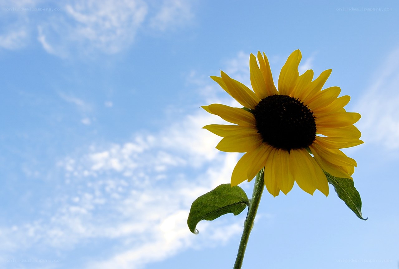 Sunflower against blue sky