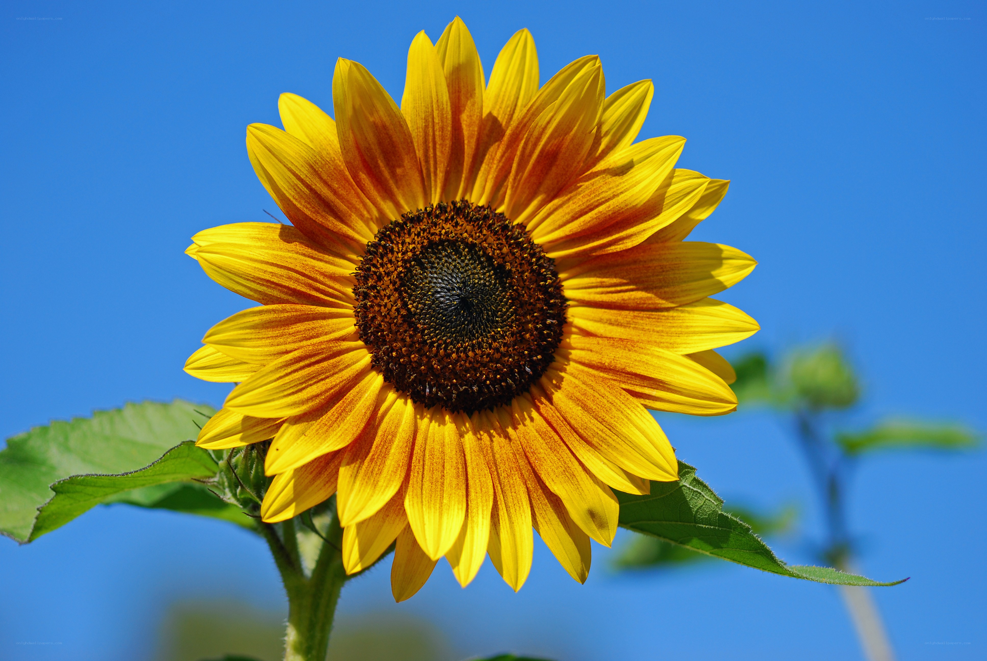 Sunflower against blue sky