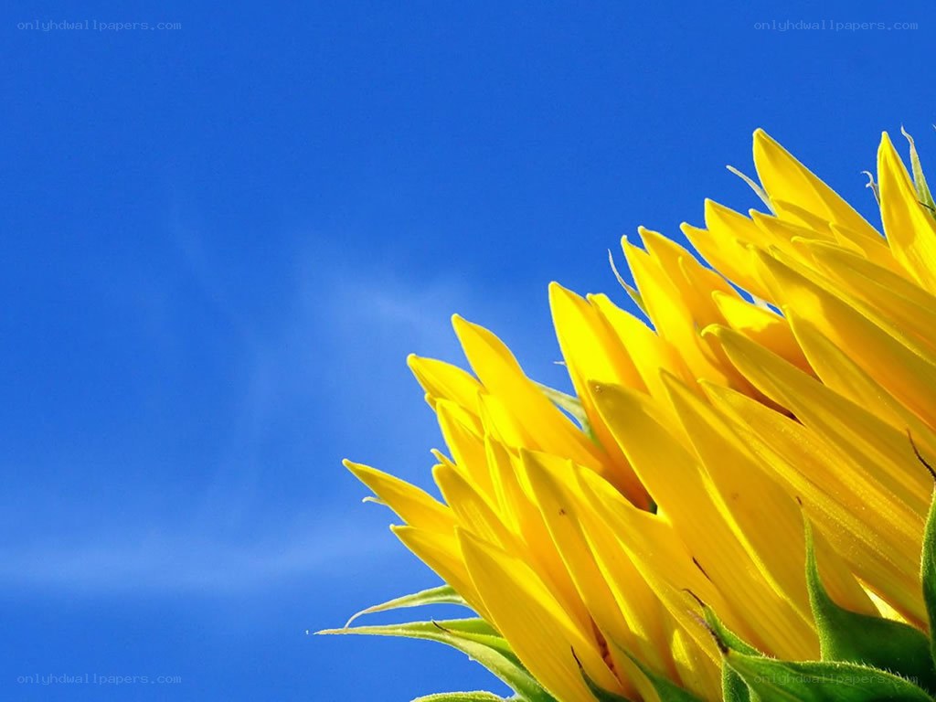 Sunflower against blue sky