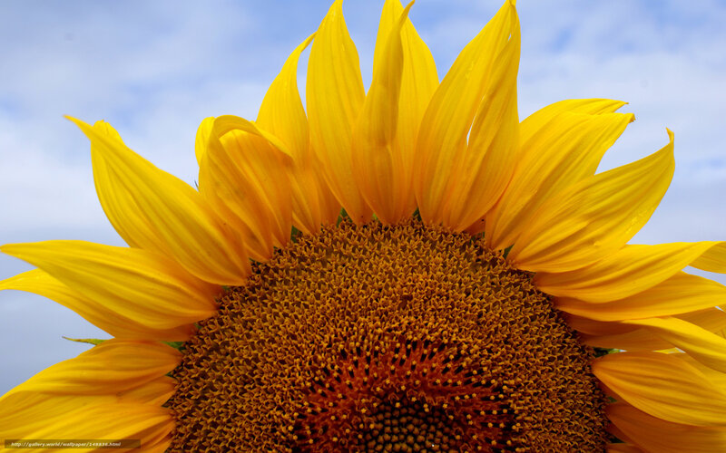 Sunflower against blue sky