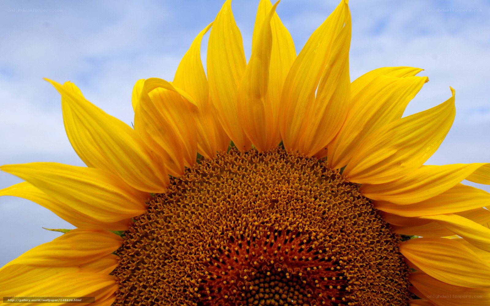 Sunflower against blue sky