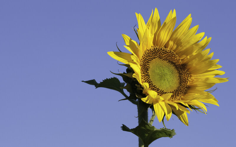 Sunflower against blue sky