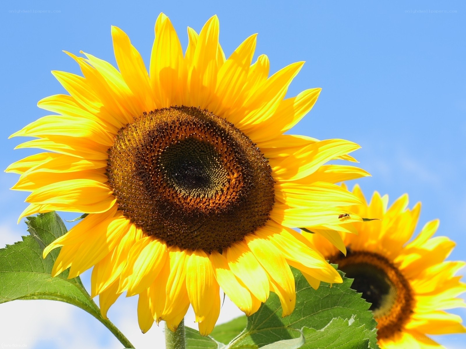 Sunflower against blue sky