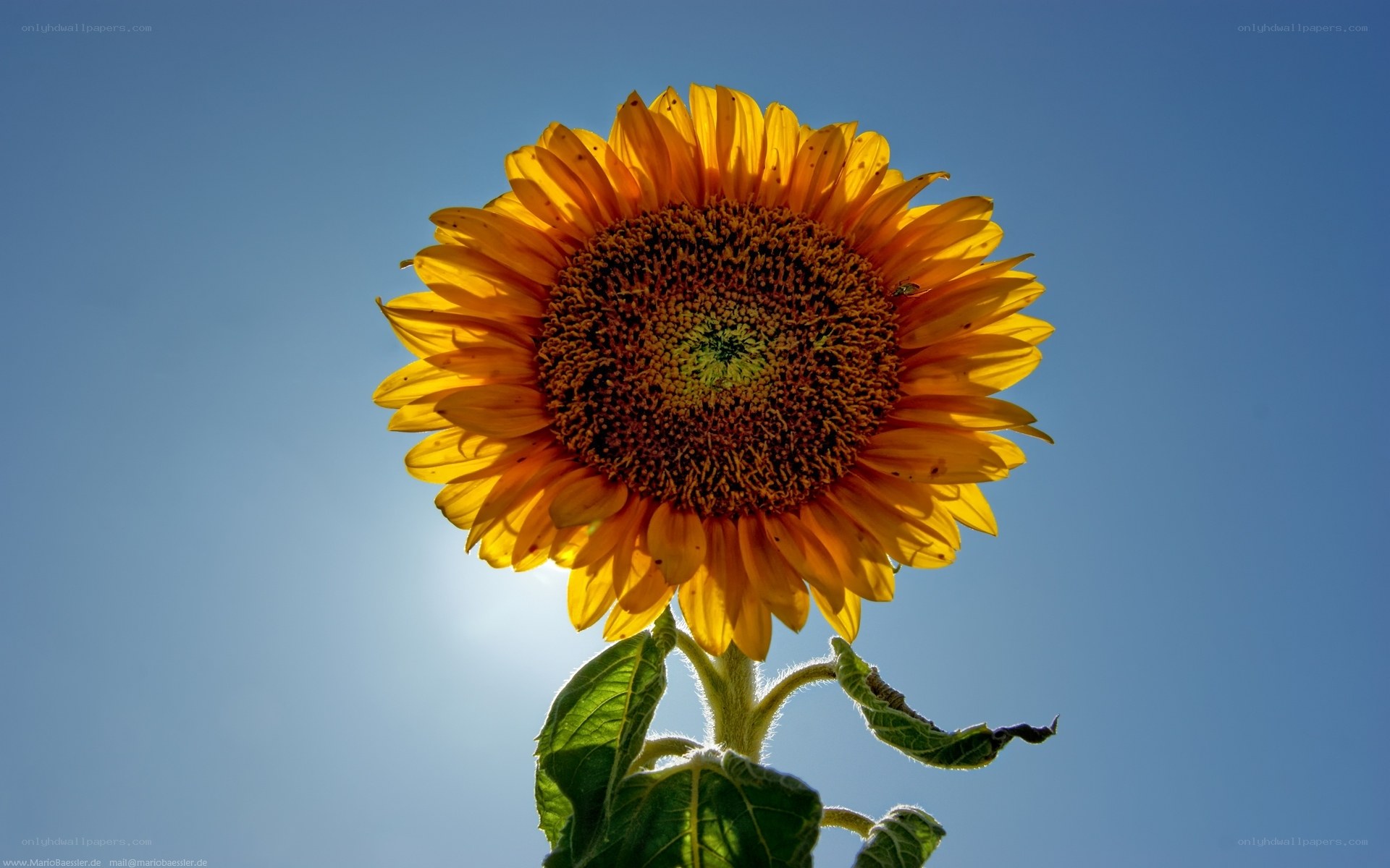 Sunflower against blue sky