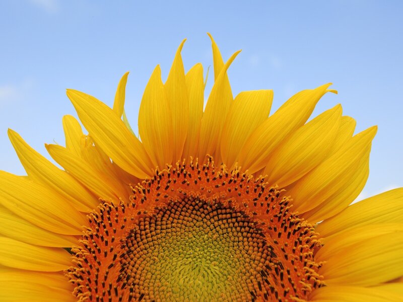 Sunflower Against Blue Sky — Green