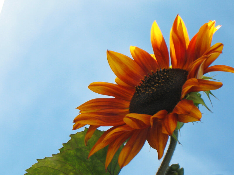 Sunflower Against Blue Sky — Serene, Afternoon