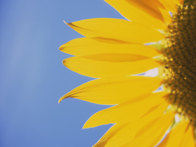Sunflower Against Blue Sky — Serene, Photograph