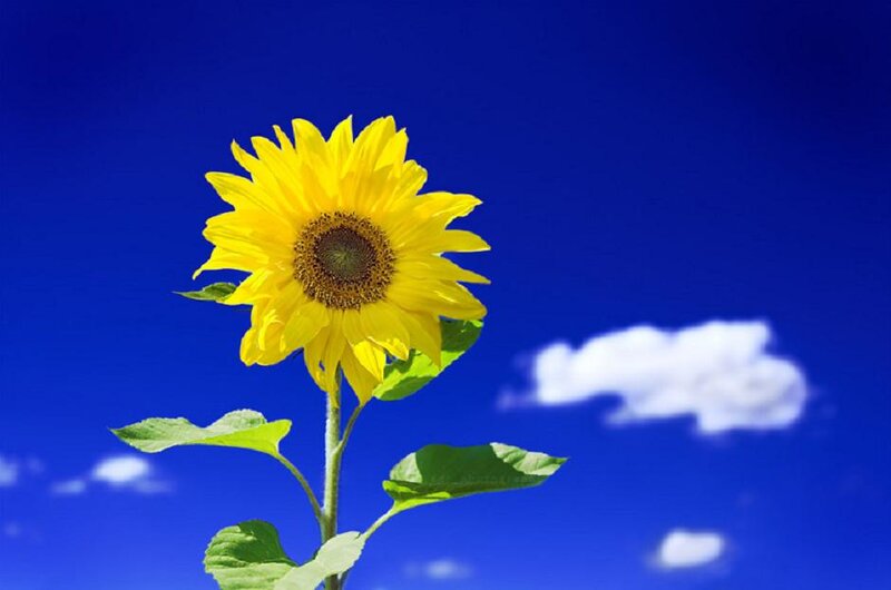 Sunflower Against Blue Sky — Serene
