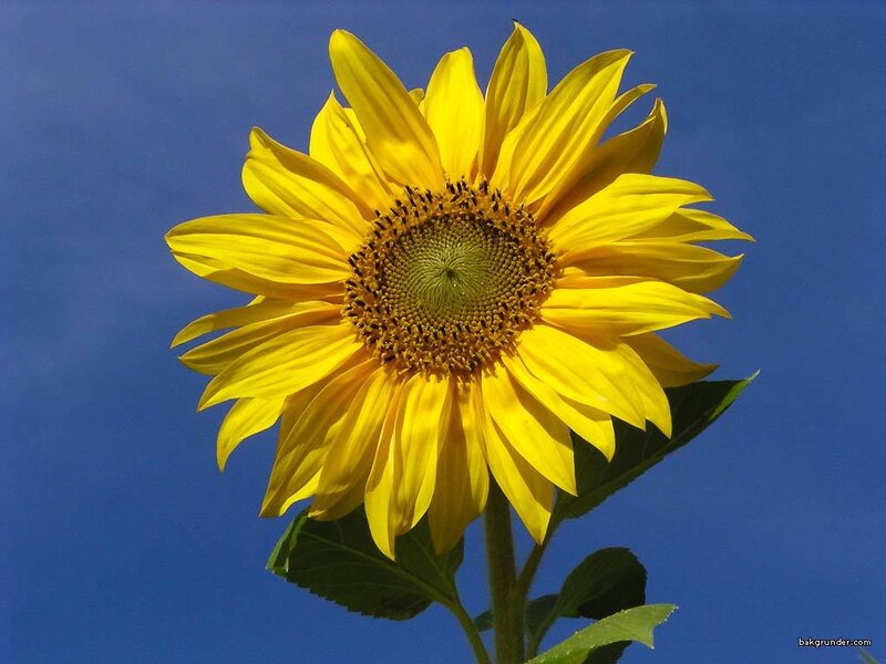 Sunflower Against Blue Sky — Stem