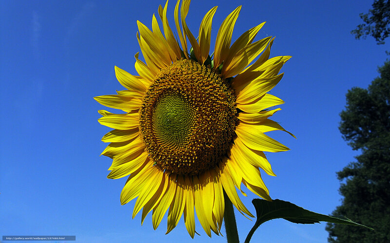 Sunflower Against Blue Sky — Yellow, Bright, Afternoon, Photograph, Blue Sky