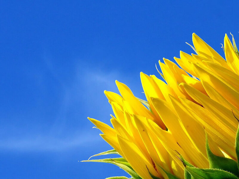 Sunflower Against Blue Sky — Yellow, Bright, Afternoon, Photograph, Petals