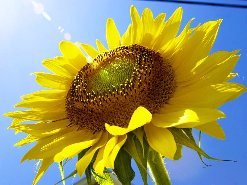 Sunflower Against Blue Sky — Yellow, Bright, Afternoon, Photograph