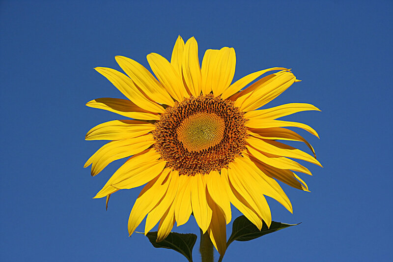 Sunflower Against Blue Sky — Yellow, Bright