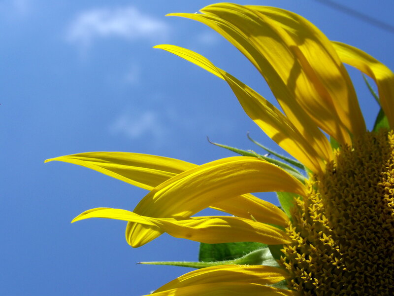 Sunflower Against Blue Sky — Yellow, Clouds