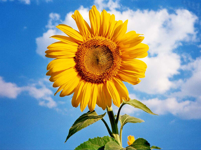 Sunflower Against Blue Sky — Yellow, Serene, Afternoon, Photograph, Blue Sky, Clouds