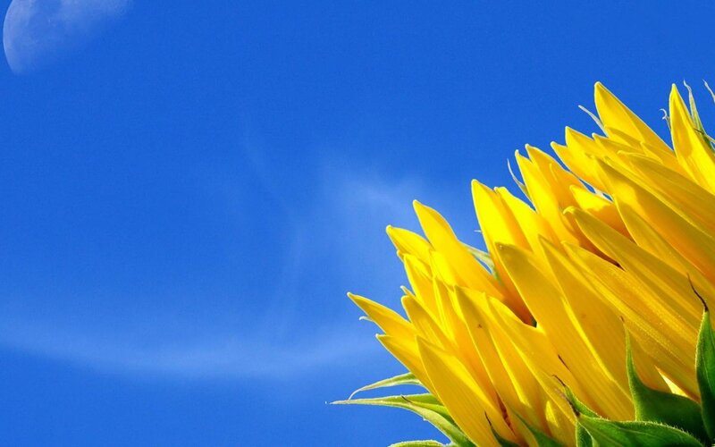 Sunflower Against Blue Sky — Yellow, Serene, Afternoon, Photograph, Blue Sky, Moon