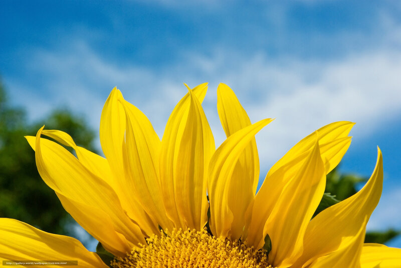 Sunflower Against Blue Sky — Yellow, Serene, Afternoon, Photograph, Clouds, Greenery