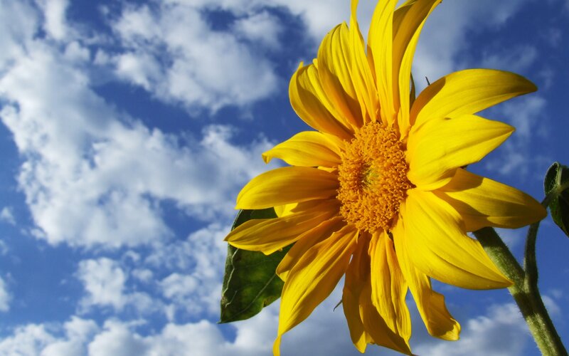 Sunflower Against Blue Sky — Yellow, Serene, Afternoon, Photograph, Clouds, Leaf