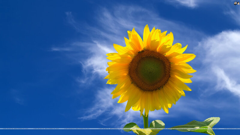 Sunflower Against Blue Sky — Yellow, Serene, Afternoon, Photograph, Clouds
