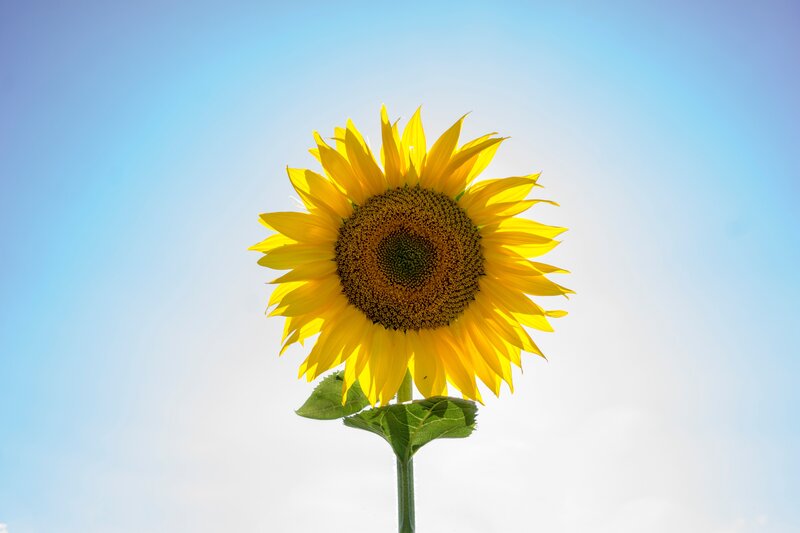 Sunflower Against Blue Sky — Yellow, Serene, Afternoon, Photograph, Stem, Leaf