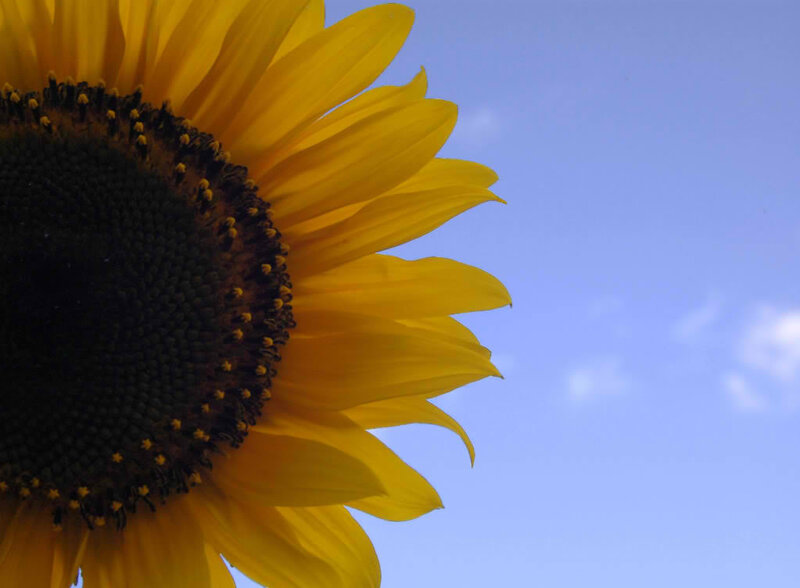 Sunflower Against Blue Sky — Yellow, Serene, Afternoon, Photograph