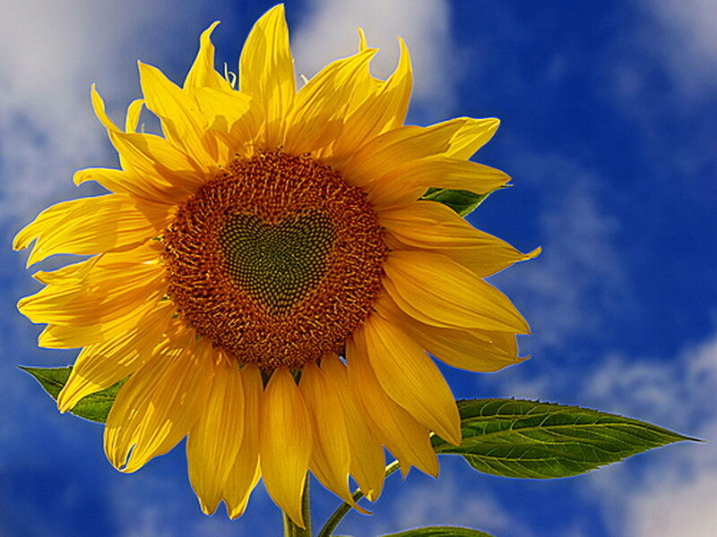 Sunflower Against Blue Sky — Yellow, Serene