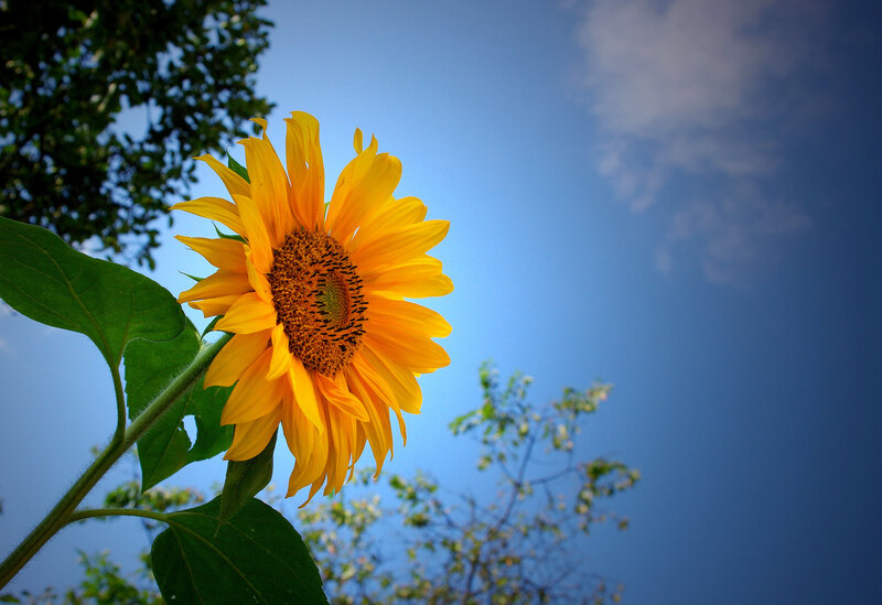 Sunflower Against Blue Sky — Yellow
