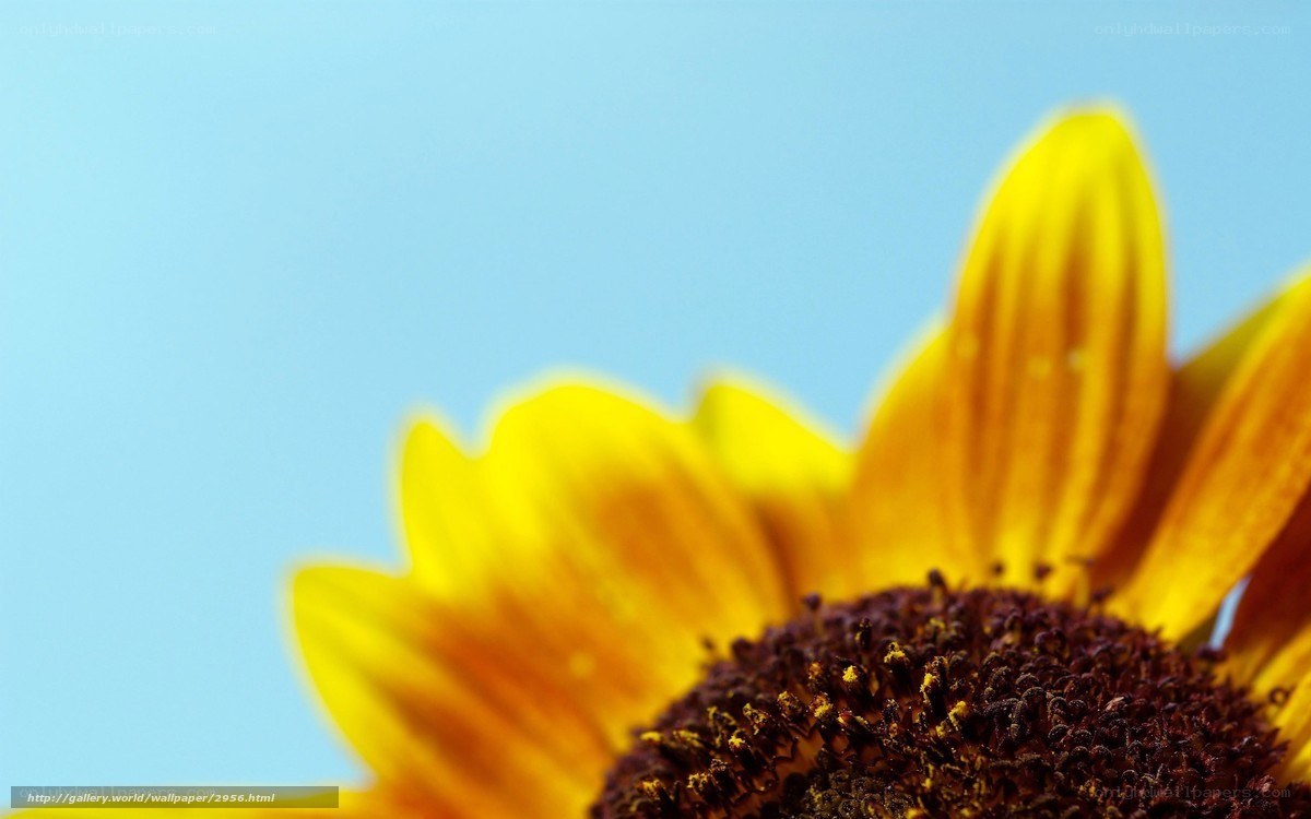 Sunflower against blue sky