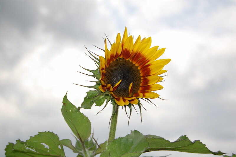 Sunflower against cloudy sky