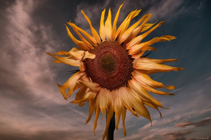 Sunflower Against Cloudy Sky — Yellow, Dramatic, Sunset