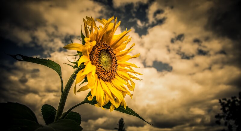 Sunflower Against Cloudy Sky — Yellow, Dramatic