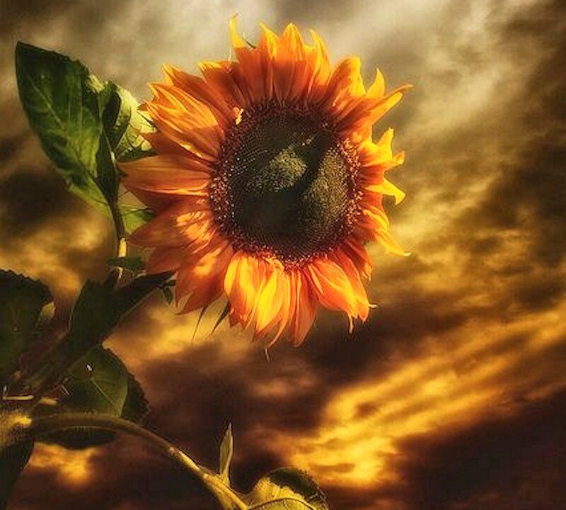 Sunflower Against Cloudy Sky — Yellow