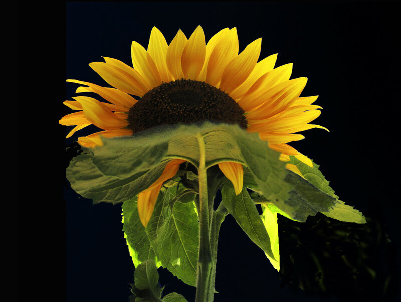 Sunflower Against Dark Background