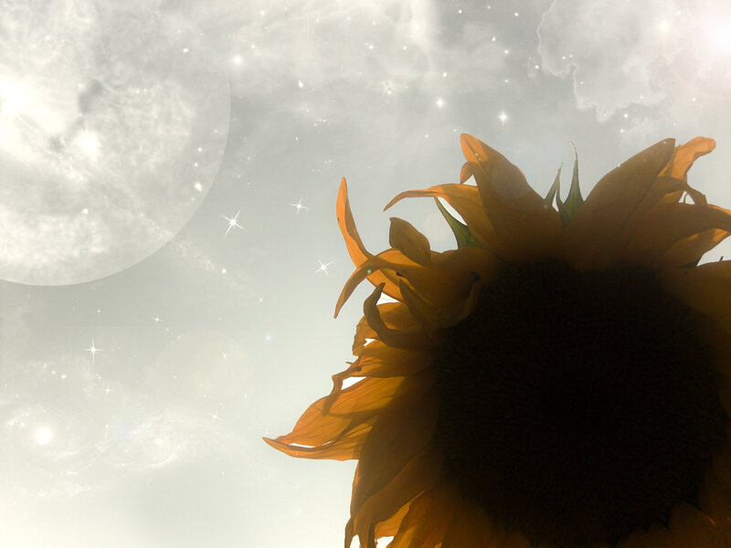 Sunflower Against Moon
