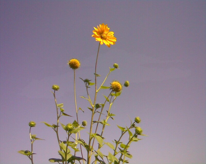 Sunflower against purple sky