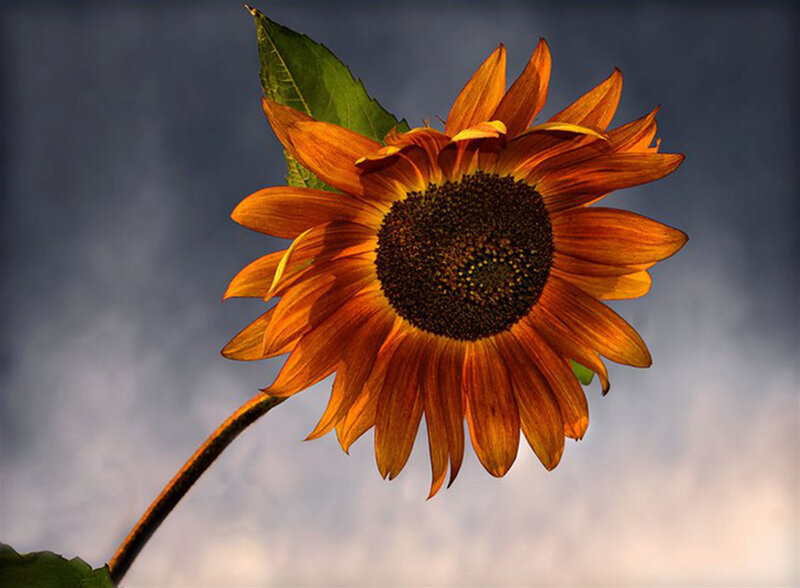 Sunflower Against Sky
