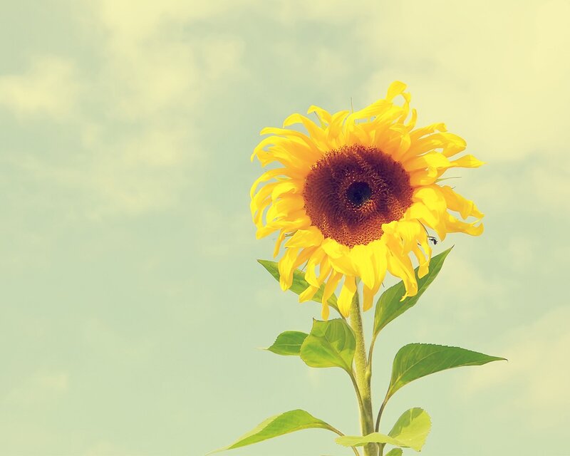 Sunflower Against Sky — Yellow