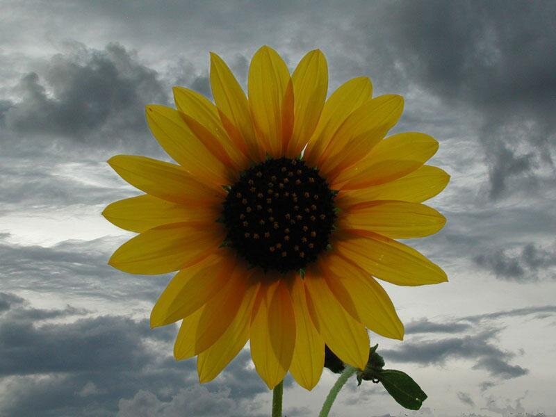 Sunflower against stormy sky