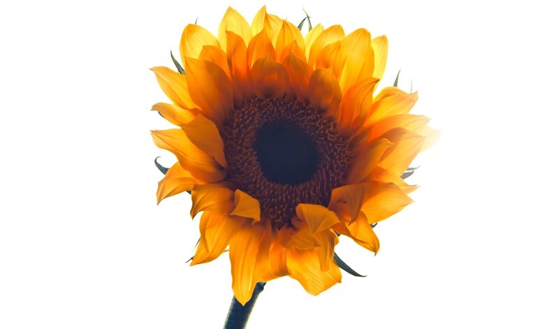 Sunflower Against White